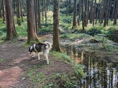 -山王坪喀斯特国家生态公园