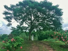 -中国科学院西双版纳热带植物园