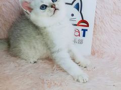 -十年猫舍·猫咪专门店(普陀店)