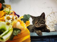 -ChaKo Flora ·茶子花艺 (市北店)