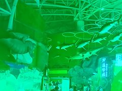 -烟台海昌鲸鲨海洋公园