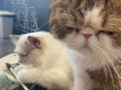 -瞄一喵猫咖(格力海岸店)