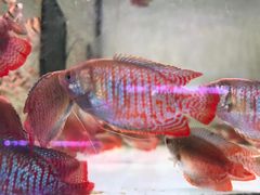 -白佛花鸟鱼虫批发市场小型宠物交易(东区)