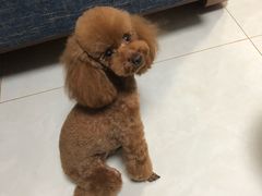 -沐沐家宠物(成寿寺店)