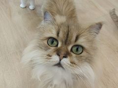 -1013 PET SHOP 宠物商店(近铁城市广场店)