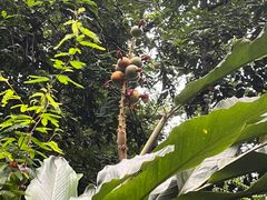 -深圳仙湖植物园
