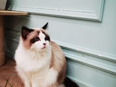 -安格丽娜·狗咖·猫咖羊驼咖(春熙路百盛商场店)