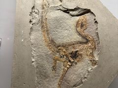 -辽宁古生物博物馆