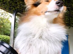 -汪说喵讲宠物乐园宠物酒店(红星美凯龙店)