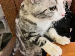 -猫小院猫主题餐厅(三里屯店)
