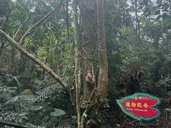 -呀诺达热带雨林