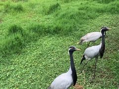 -普洱太阳河森林公园