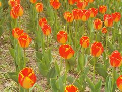 -长春公园(普阳街道)