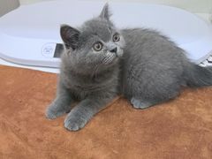 -佑安动物医院·全科·内窥镜中心(幸福巷店)