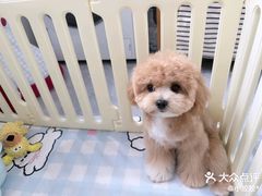 -南京宠物基地·宠物狗宠物猫售卖(南京店)