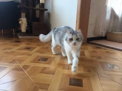 -MOYOYO猫咪咖啡店