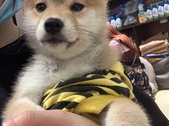 -逗柴咖啡屋·狗咖猫咖宠物桌游