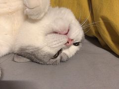 -艾贝尔宠物诊疗