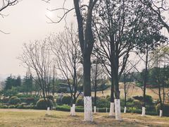 -铁山坪森林公园