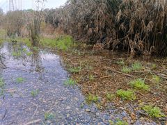 -桤木河湿地公园