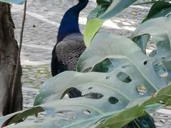 -瑞丽独树成林风景区