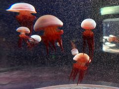 -欢乐海岸海洋奇梦馆