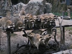 -上海野生动物园