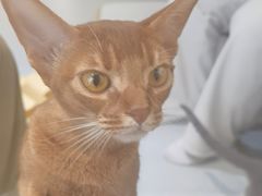 -琪喵猫屋·撸猫猫咖·猫舍