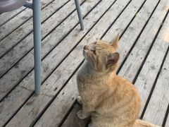 -暹罗酒肆泰餐厅酒吧