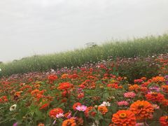 -光明小镇欢乐田园