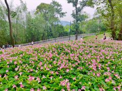 -广州市白云山风景名胜区