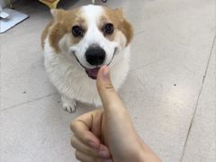 -爱妮康宠物医院·干细胞免疫细胞·肿瘤·心脏(张江店)