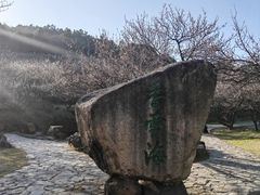 -香雪海