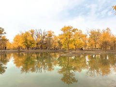 -金塔沙漠胡杨林景区