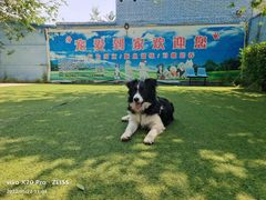 -宠物寄养训练学校
