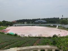 -大塘金香草谷