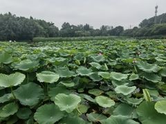 -前关湿地公园
