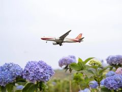 -空港花田景区