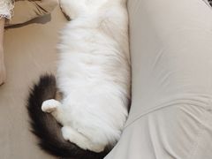 -怪兽屋·羊驼·猫咖·狗咖(俊华广场店)