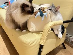 -1013 PET SHOP精品宠物商店(丁香店)