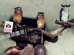 -吉隆坡雀鸟公园