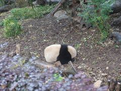 -成都大熊猫繁育研究基地