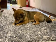 -柴务处·柴犬主题狗咖