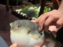 -肆月河豚·淮扬菜·湘菜(华天店)
