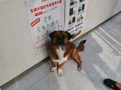 -瑞鹏宠物医院·超声·骨科·奇麟分院(蜀都万达店)