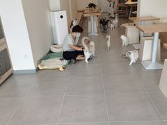 -有喵·猫咖·狗咖·30几只猫10只小狗(岗厦店)