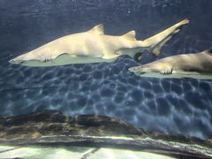 -上海海洋水族馆