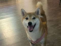 -亚宠动物医院·芭比堂宠物医院(盘龙店)