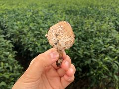 -雪绿茶博物馆