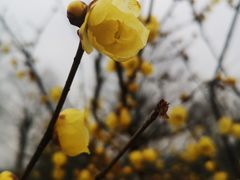 -秀丽东方